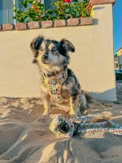 Dog Leash - Sunflower Dreams -Furfinity Cheap Shop SCREAMY BEANY 2 e25c6a48 503b 4342 9178 8d6ad32174f6