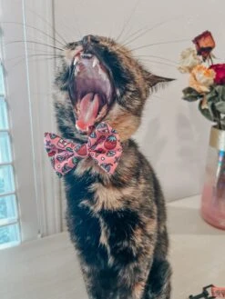 Cat Bowtie - I Chews You -Furfinity Cheap Shop SCREAMY BEANY 2 f6a0c453 0184 4eee 850a c738f364cbff