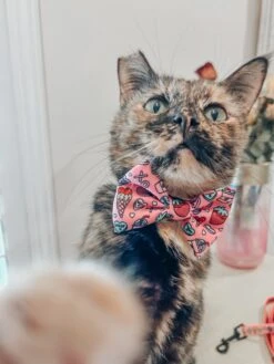 Cat Bowtie - I Chews You -Furfinity Cheap Shop SCREAMY BEANY 3 43609bee b83f 4500 ae3a ec7b7451cb86