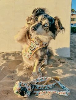 Dog Two Piece Bundle - Sunflower Dreams -Furfinity Cheap Shop SCREAMY BEANY 3 a4b5126b 6b5f 42f7 93d8 e218c7dabcd6