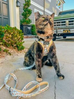 Cat Leash - Sunflower Dreams -Furfinity Cheap Shop SCREAMY BEANY 3 bb7b3242 f16a 4cbe 985f 93ff68e6126a