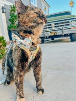 Cat Bowtie - Sunflower Dreams 13 Cat Bowtie - Sunflower Dreams -Furfinity Cheap Shop SCREAMY BEANY 4 6b789e1d 0c71 4493 a3d7 7681eb2787c6