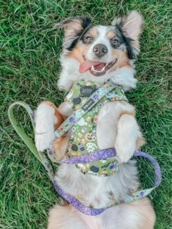 Dog Four Piece Bundle - Haunt Mess 30 Dog Four Piece Bundle - Haunt Mess -Furfinity Cheap Shop SENPAI ASH 3