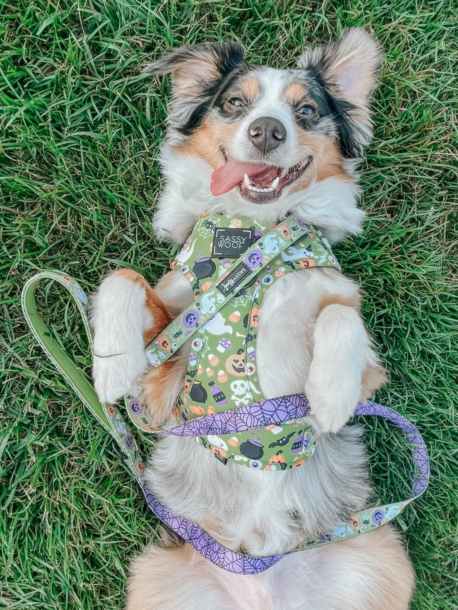 Dog Four Piece Bundle - Haunt Mess 16 Dog Four Piece Bundle - Haunt Mess - Image 14