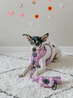 Dog Four Piece Bundle - Tea Pawty 27 Dog Four Piece Bundle - Tea Pawty -Furfinity Cheap Shop SHADOW AND WEEZER 2 d82df569 f473 4a84 9300 5f83d266a3ed