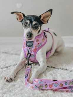 Dog Two Piece Bundle - Tea Pawty 18 Dog Two Piece Bundle - Tea Pawty -Furfinity Cheap Shop SHADOW AND WEEZER 3 aa2f2ded c507 42fa aa71 f16d10b565be