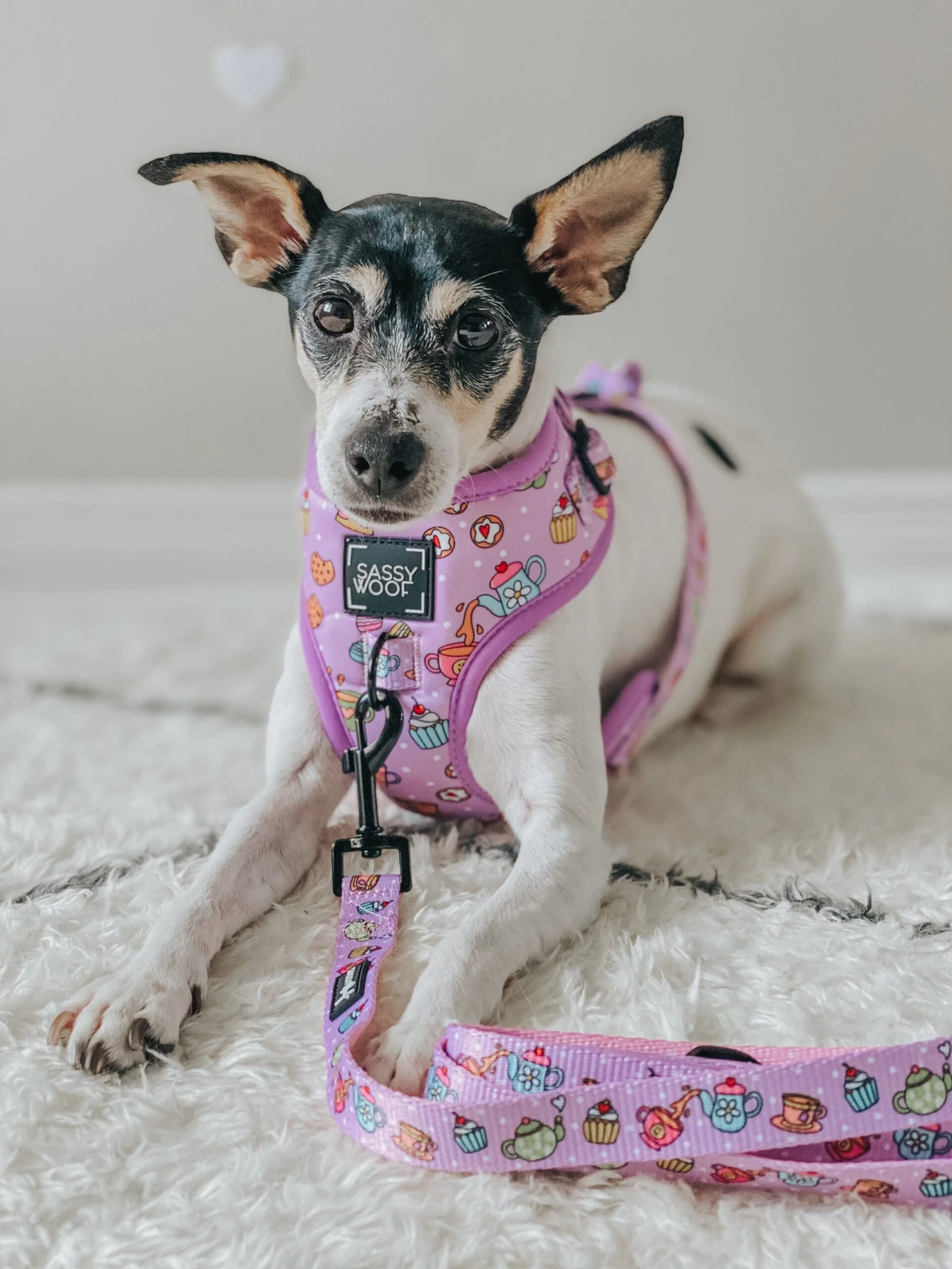 Dog Two Piece Bundle - Tea Pawty 10 Dog Two Piece Bundle - Tea Pawty - Image 8