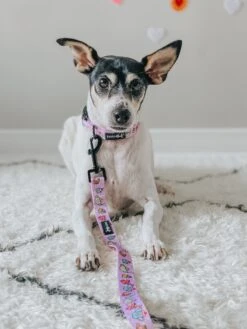 Dog Collar - Tea Pawty -Furfinity Cheap Shop SHADOW AND WEEZER 4