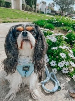 Dog Rope Leash - Azul 17 Dog Rope Leash - Azul -Furfinity Cheap Shop SIMPLY SADIE PIE 1 23855da2 7535 4762 a200 5ff747c84b19