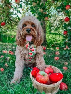 Dog Adjustable Harness - Apple Of My Eye -Furfinity Cheap Shop SIT OLLIE SIT 1 bb70b4e1 5ab7 4f86 85a9 db76bd77e4c5