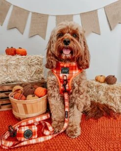 Dog Four Piece Bundle - Spiced Harvest -Furfinity Cheap Shop SIT OLLIE SIT 1 f543d4f8 505d 479c ad46 c8171bba8680