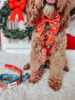 Dog Sailor Bow - Disney Holiday Collection -Furfinity Cheap Shop SIT OLLIE SIT 3 a439cd5e df20 42e2 987e 4224a8787482