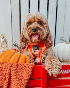 Dog Four Piece Bundle - Spiced Harvest -Furfinity Cheap Shop SIT OLLIE SIT 4 5f6b1d1c eb6e 4efa bd96 9ad5031d0d18