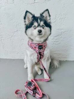 Dog Waste Bag Holder - I Chews You -Furfinity Cheap Shop SKY THEPOMS 1 4d1daeeb 5b7b 4f87 ac5d d93585bc8b43