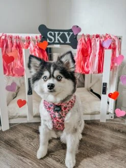 Dog Adjustable Harness - I Chews You -Furfinity Cheap Shop SKY THEPOMS 2 1b8e0478 4be5 4e81 b321 0a3baa506808