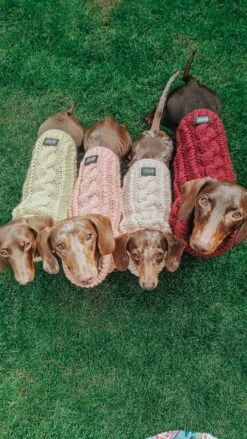 Dog Cable Knit Sweater - Red -Furfinity Cheap Shop SOMETHING ABOUT CHEESECAKE 1 2f69363b 4c5e 47d3 99f6 c47ea5bf0fcd