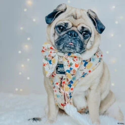 Dog Two Piece Bundle - Disney's Belle -Furfinity Cheap Shop STARFT27