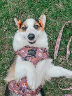 Dog Adjustable Harness - Cuddly Corgis -Furfinity Cheap Shop STELLACORGI 1