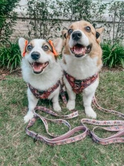 Dog Four Piece Bundle - Cuddly Corgis -Furfinity Cheap Shop STELLACORGI 2