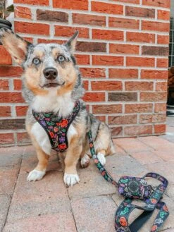 Dog Two Piece Bundle - Neon Frights -Furfinity Cheap Shop STORMY CORGI 1 3d1f84f3 79d1 4456 8611 3165eeecee5d