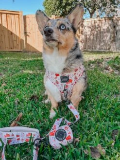 Dog Waste Bag Holder - P.S. I Woof You 11 Dog Waste Bag Holder - P.S. I Woof You -Furfinity Cheap Shop STORMY CORGI 1 8b24c041 5a46 432e 807a 50ec1f137a5a