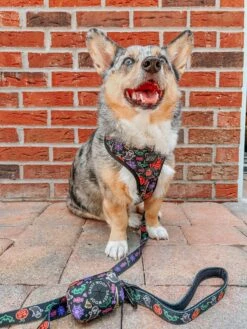 Dog Four Piece Bundle - Neon Frights -Furfinity Cheap Shop STORMY CORGI 3 3488cc0c 5eff 4745 b09f 947b22d40b1b