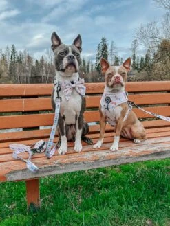 Dog Four Piece Bundle - Bold Boston Terriers -Furfinity Cheap Shop SUMMERS WITH STERLING 1