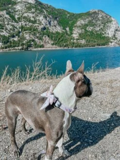 Dog Sailor Bow - Bold Boston Terriers -Furfinity Cheap Shop SUMMER WITH STERLING 2