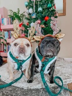 Dog Two Piece Bundle - Nice -Furfinity Cheap Shop SWEETPEACHNPLUM 1 5a3611ba facc 4829 88c7 04eaeb9c6092