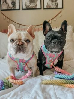 Dog Rope Leash - Polly Pocket™ -Furfinity Cheap Shop SWEETPEACHNPLUM 1 93a88e71 0b78 438f bf20 cfac3d090d9f