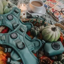 Dog Step-in Harness - Sage -Furfinity Cheap Shop Sage ProductPhotos 17 0f968988 d1a0 4268 ba4f ac33129f6efc