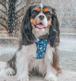 Dog Adjustable Harness - Santorini 28 Dog Adjustable Harness - Santorini -Furfinity Cheap Shop Sanotrini Dog Harnress 2 31fb00fa a7e8 4fe0 9b3c ce0442561546