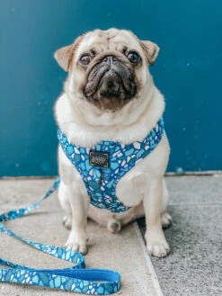 Dog Adjustable Harness - Santorini 26 Dog Adjustable Harness - Santorini -Furfinity Cheap Shop Sanotrini Dog Harnress 4 4050f543 6930 43db 86d9 83cbde345639