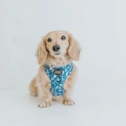 Dog Adjustable Harness - Santorini 25 Dog Adjustable Harness - Santorini -Furfinity Cheap Shop Santorini Dog Collection 2