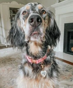 Collar Three Piece Bundle - Dolce Rose -Furfinity Cheap Shop Sassy AF Dolce Rose Tag Dog