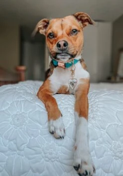 Dog Collar - Napa -Furfinity Cheap Shop Sassy AF Napa Collar 2