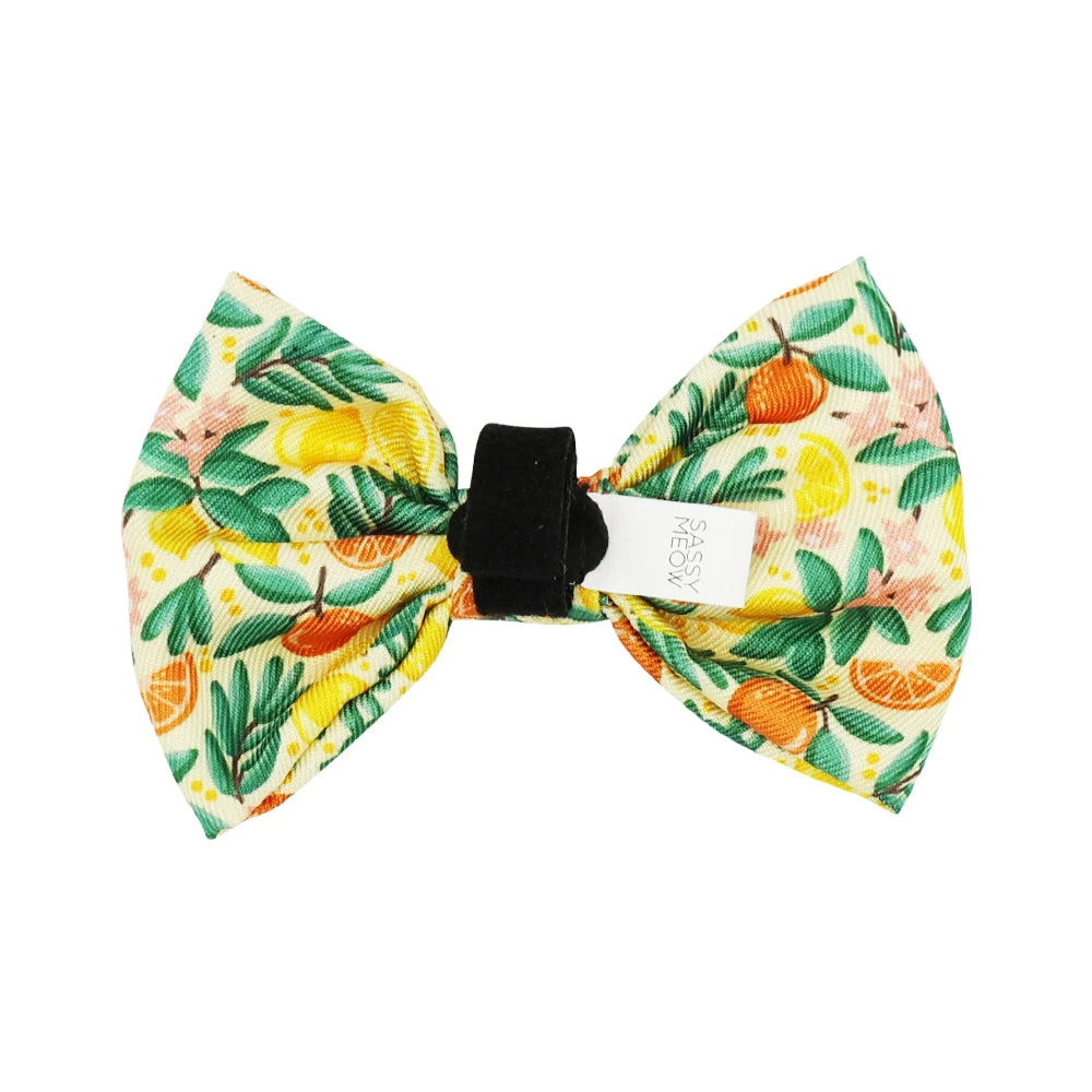 Cat Bowtie - Zest Friends 5 Cat Bowtie - Zest Friends - Image 3