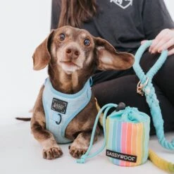 Treat Pouch - Sassy Stripes -Furfinity Cheap Shop SassyStripes TreatPouch ModelImages