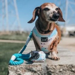 Dog Rope Leash - Seaside -Furfinity Cheap Shop Seaside