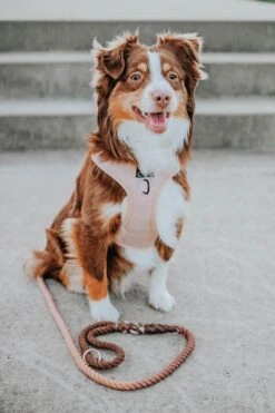 Dog Rope Leash - Sicily -Furfinity Cheap Shop Sicily2