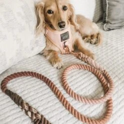 Dog Rope Leash - Sicily -Furfinity Cheap Shop Sicily 1 0d9481ec d48d 4120 b70c ea4f33bd2c8a