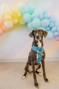 Dog Adjustable Harness - Santorini 23 Dog Adjustable Harness - Santorini -Furfinity Cheap Shop Spring Dog Harness Dame 4