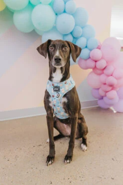 Dog Four Piece Bundle - Sweets & Pawfee -Furfinity Cheap Shop Spring Dog Harness Dame 6