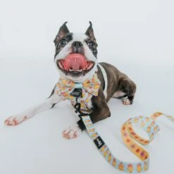 Dog Leash - Good Duck, Babe! -Furfinity Cheap Shop Spring GoodDuckBabe SizeXSmall thechunky and themonkey 1