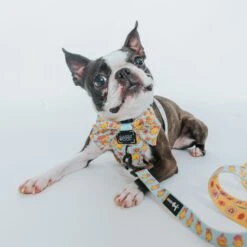 Dog Sailor Bow - Good Duck, Babe! -Furfinity Cheap Shop Spring GoodDuckBabe SizeXSmall thechunky and themonkey 2 dbc7c4eb 3b9e 4e8c a549 326f8f650400