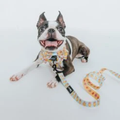 Dog Two Piece Bundle - Good Duck, Babe! -Furfinity Cheap Shop Spring GoodDuckBabe SizeXSmall thechunky and themonkey 5