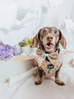 Dog Four Piece Bundle - Good Duck, Babe! -Furfinity Cheap Shop Spring GoodDuckBabeSizeXsmall winstonthedox 1