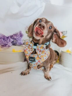 Dog Two Piece Bundle - Good Duck, Babe! -Furfinity Cheap Shop Spring GoodDuckBabeSizeXsmall winstonthedox 2