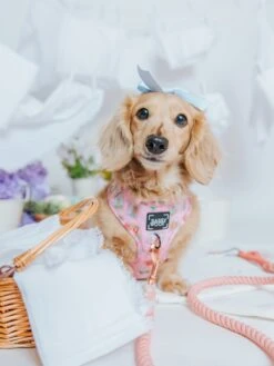 Dog Four Piece Bundle - Out Of Office -Furfinity Cheap Shop Spring OutofOfficeSizeXsmall mayathedox 11 ad0a061f c758 4a59 87ec 146de5a8ad94