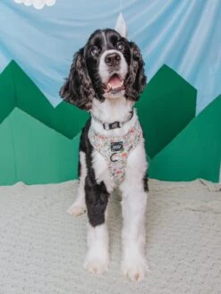 Dog Adjustable Harness - Shrooms & Blooms -Furfinity Cheap Shop Spring Shrooms Bloooms SizeMedium antjecarsen 2